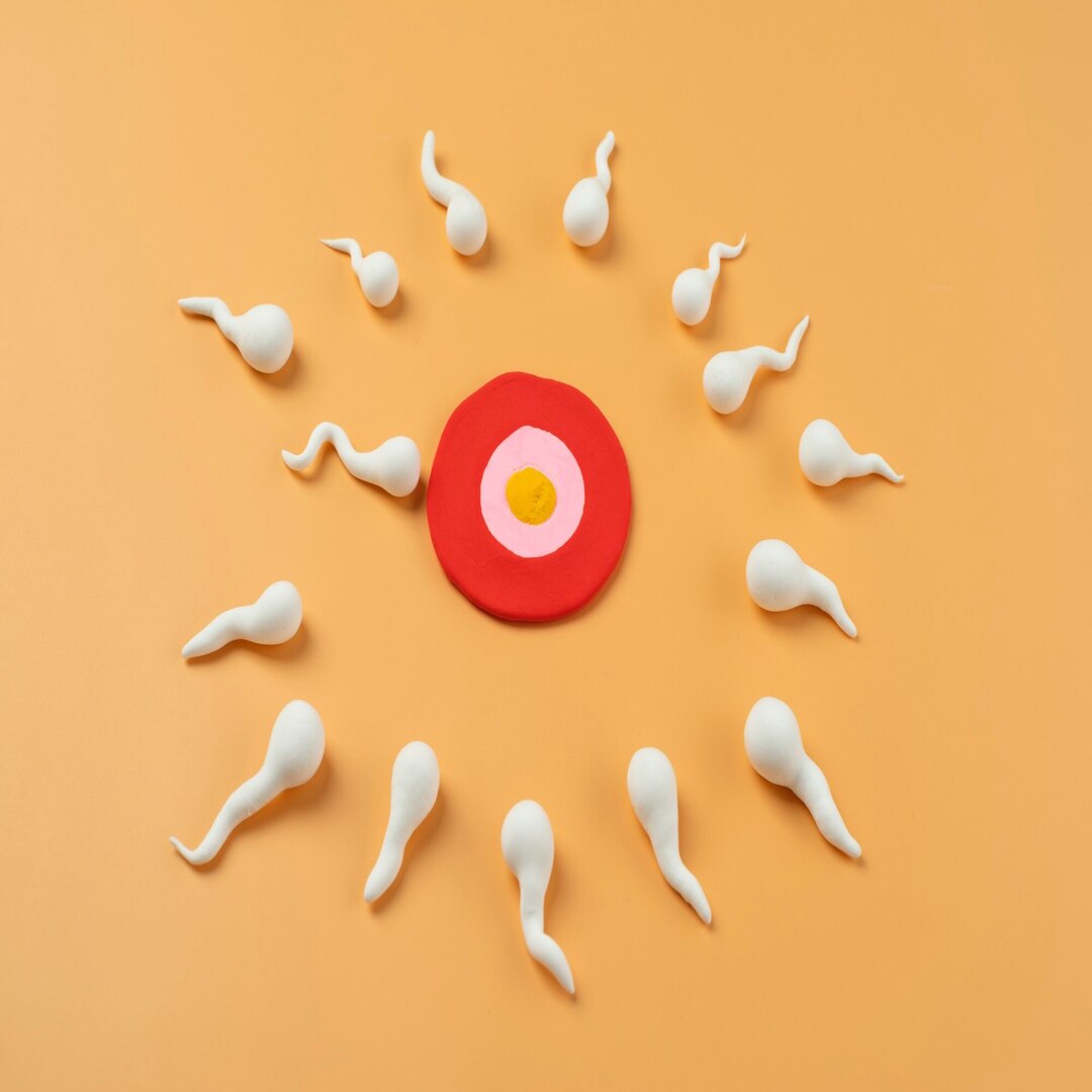 كم عدد البويضات المناسب للحقن المجهري؟