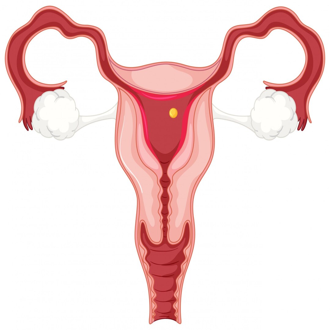 بطانة الرحم الرقيقة: الأسباب والعلاج وفرص الحمل بعد تحسينها